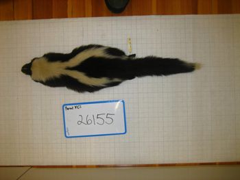 Media type: image;   Mammalogy 26155